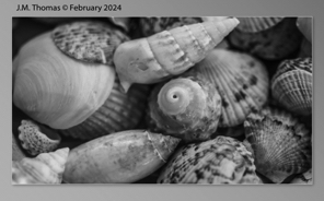 Macro Shells Feb 2024-35.jpg